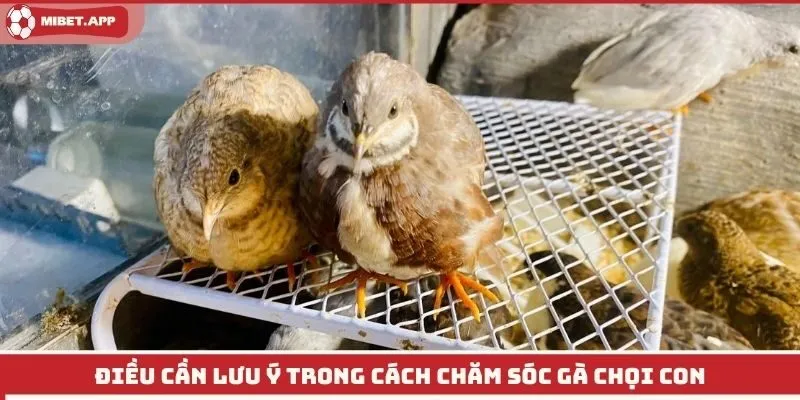 Điều cần lưu ý trong cách chăm sóc gà chọi con