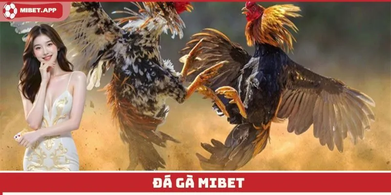 Đá gà Mibet