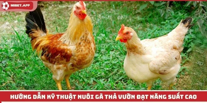 Kỹ Thuật Nuôi Gà Thả Vườn